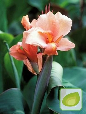 Paciorecznik (Canna) Tropical Sunrise