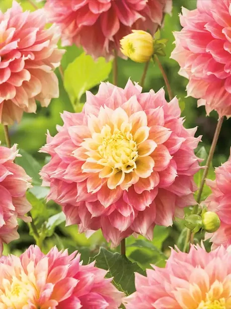 Dalia (Dahlia) 'Kogane Fubuki'
