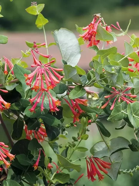 Wiciokrzew (Lonicera sempervirens) 'Blanche Sandman'