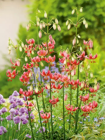 Lilia (Lilium) 'Claude Shride'