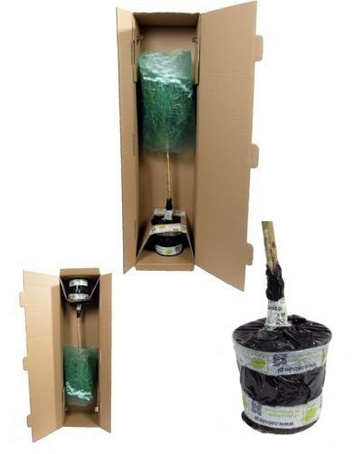 Sundaville/Dipladenia w Doniczce – Kwitnąca Sadzonka 80 cm wysokości