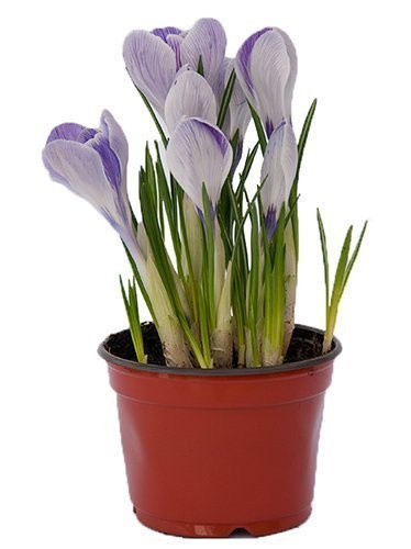 Krokus paskowany biało- fioletowy w doniczce śr. 10,5 cm