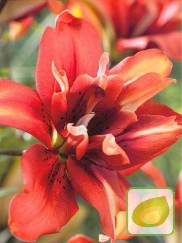 Lilia (Lilium) Cocktail Twins