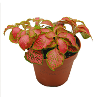 Fitonia Red Star (Fittonia Red Star)