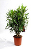 Oleander w Doniczce 100 cm Wysokości