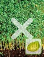 Nasiona Rzeżucha Ogrodowa