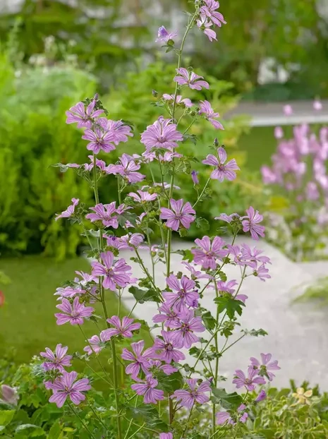 Dziki ślaz (Malva sylvestris) 1 szt.