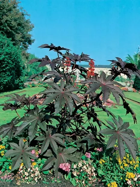 Nasiona Rącznik Czerwonolistny - Ricinus