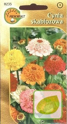 Nasiona Cynia Skabiozowa