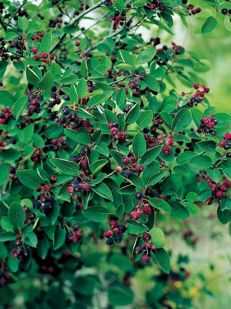 Świdośliwa (Amelanchier Sp.)