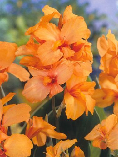 Paciorecznik (Canna) Apricot Dream
