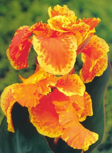 Paciorecznik (Canna) Whithelm Pride