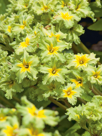Pierwiosnek (Primula) 'Francisca'
