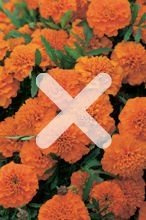 Nasiona Aksamitka Rozpierzchła Aurora Pomarańczowa