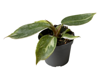 Filodendron White Wizard (Philodendron White Wizard)