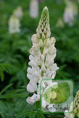 Łubin (Lupinus) Mix