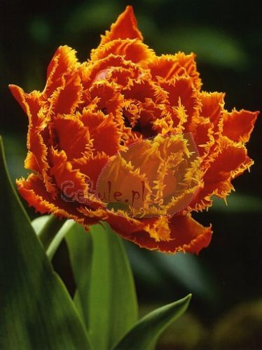 Tulipan FRINGED BEAUTY 11/12