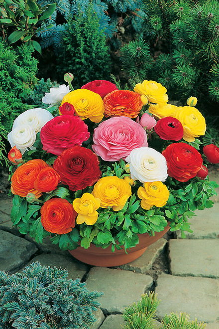 Jaskier (Ranunculus asiaticus) Mix 25 szt.