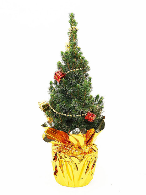 Świerk Conica w złotej kryzie - Choinka Naturalna