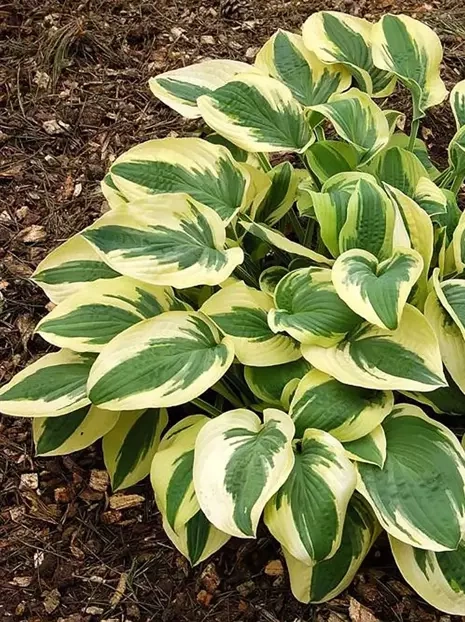 Funkia (Hosta) 'Wide Brim'