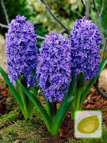 Zestaw Hiacynty Pełne