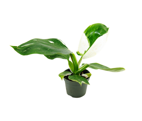 Filodendron White Wizard (Philodendron White Wizard)