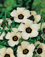 Nasiona Hibiskus Trionum- Ketmia Południowa
