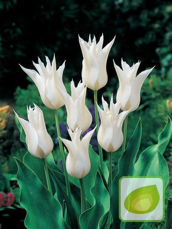Tulipan Liliokształtny (Tulipa) 'Sapporo' 10 szt.