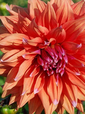 Dalia (Dahlia) 'Color Spectacle'