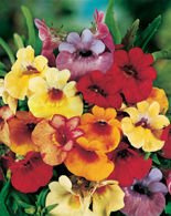 Nasiona Nemezja Powabna Karneval Mix.