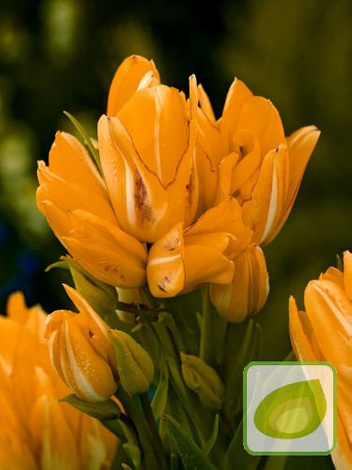 Zestaw Tulipany Bukietowe Club