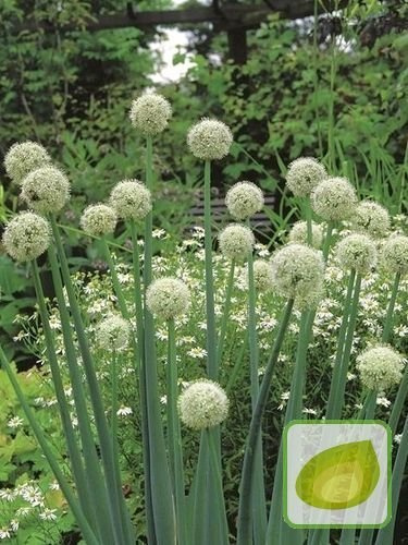 Czosnek (Allium) Mount Everest 5 szt.