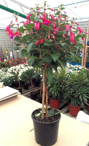 Fuksja Drzewko 80 cm z Włoskiej Uprawy!