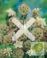 Nasiona Driakiew Gwiaździsta - Scabiosa Stella