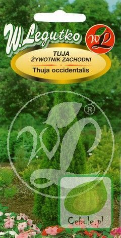 Nasiona Tuja - Thuja Occidentalis