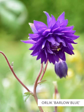 Zestaw Kolekcja Niebieska 10 szt.