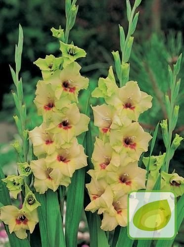 Mieczyk (Gladiolus) Erin