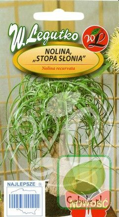 Nasiona Nolina, Stopa Słonia
