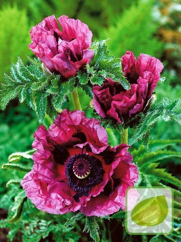 Mak (Papaver) Patty’s Plum
