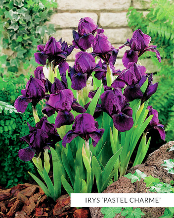 Zestaw Kosaćce 'Pumila'