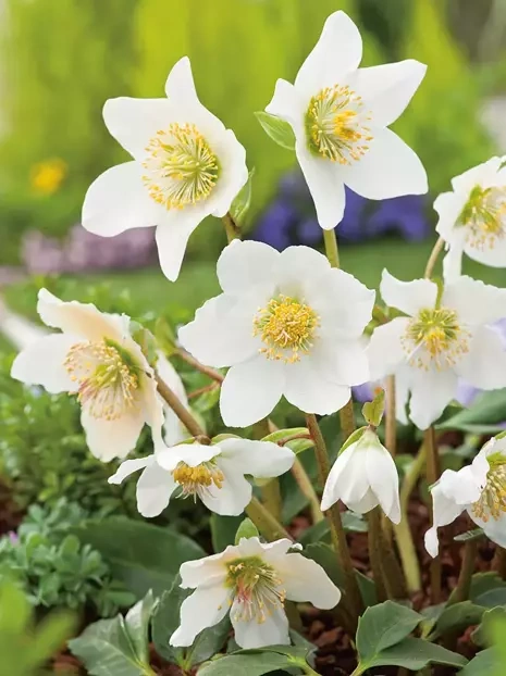 Ciemiernik biały (Helleborus niger)