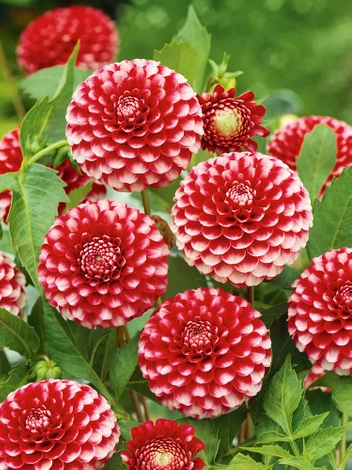 Dalia (Dahlia) 'Little Willem'