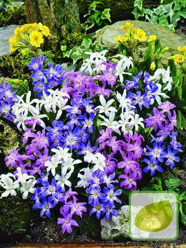 Śnieżniki Lśniące Mix (Chionodoxa)