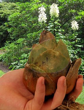 Lilia himalajska (Cardiocrinum giganteum) 1 szt.