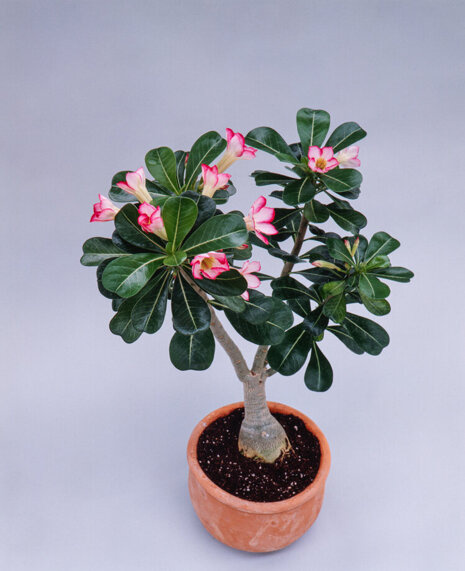 Róża pustyni (Adenium obesum)