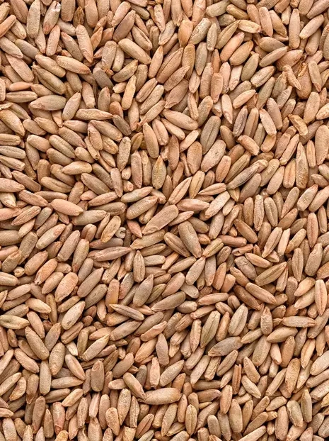 Żyto ozime | na poplon, 1kg