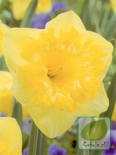 Narcyz Snowtip 12/14