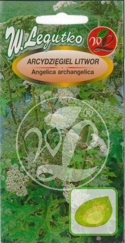 Nasiona Arcydzięgiel Litwor - Archangelica