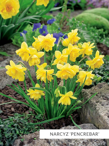 Zestaw Narcyzy Mini 25 szt.