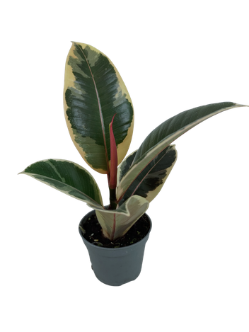 Fikus Tineke (Ficus Elastica Tineke)